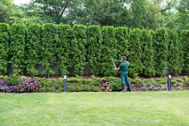 Best Lawn Irrigation Installation and Maintenance  in West Dundee, IL